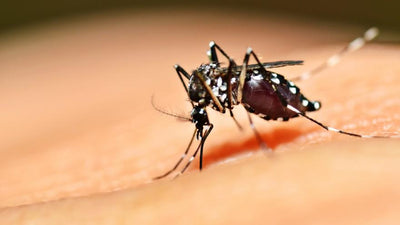 Zika Virus: A threat but not for U.S.