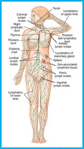 Strengthen Your Lymphatic System