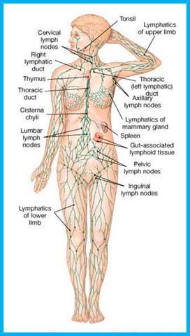 Fortalezca su sistema linfático