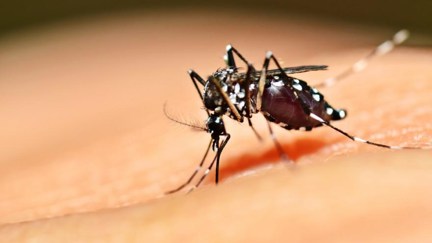 Zika Virus: A threat but not for U.S.