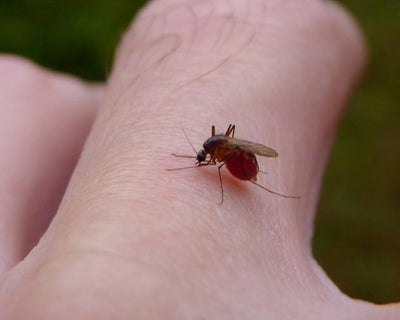 Detener los mosquitos para prevenir el virus del Nilo Occidental