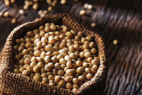 Do Soybeans Cause Breast Cancer?