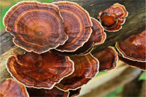 Reishi Mushrooms Prostate and Other Health Benefits